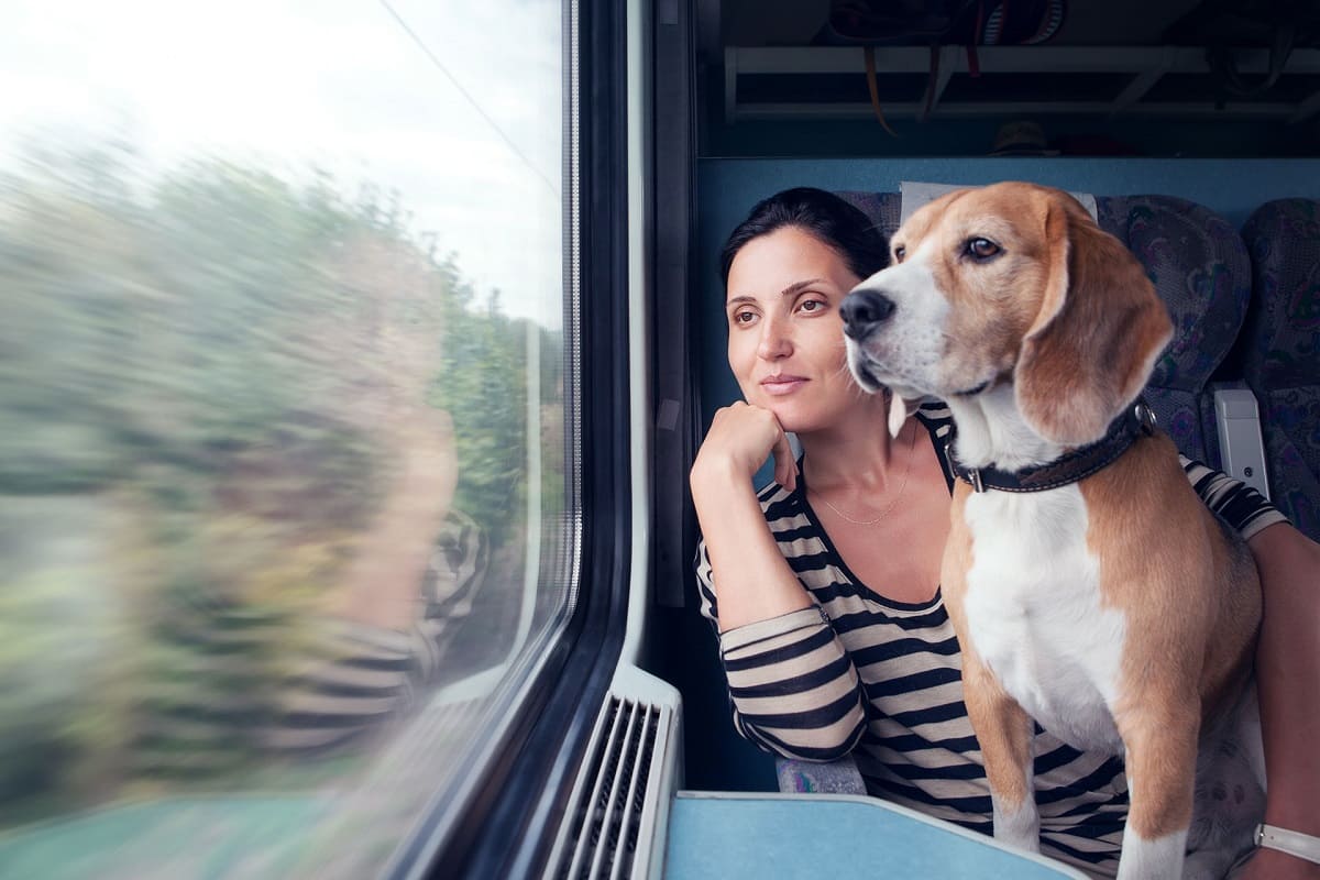 dog-travel-train.jpg