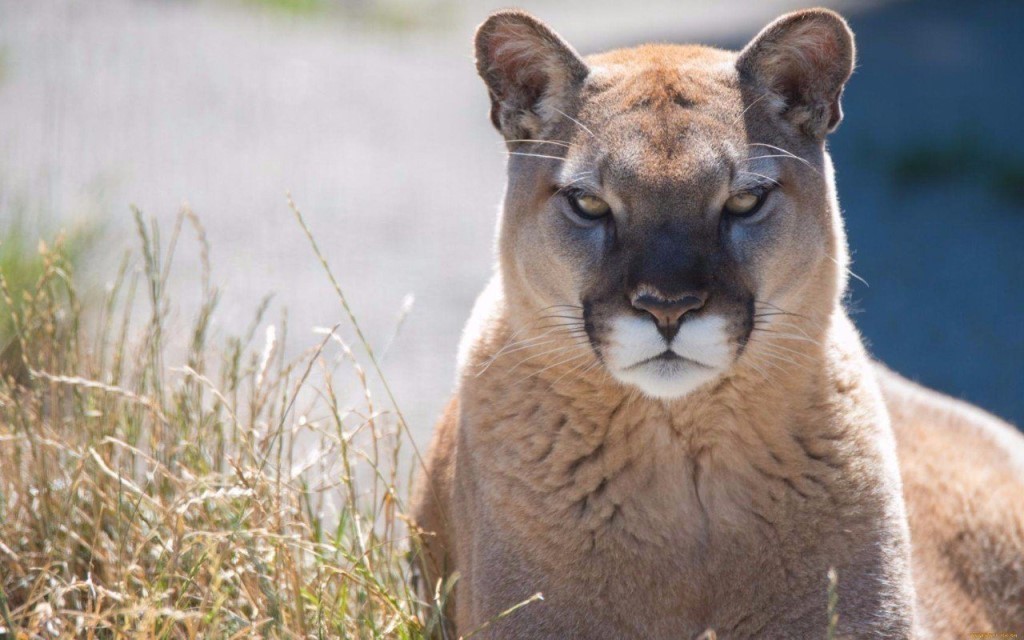 puma.jpg