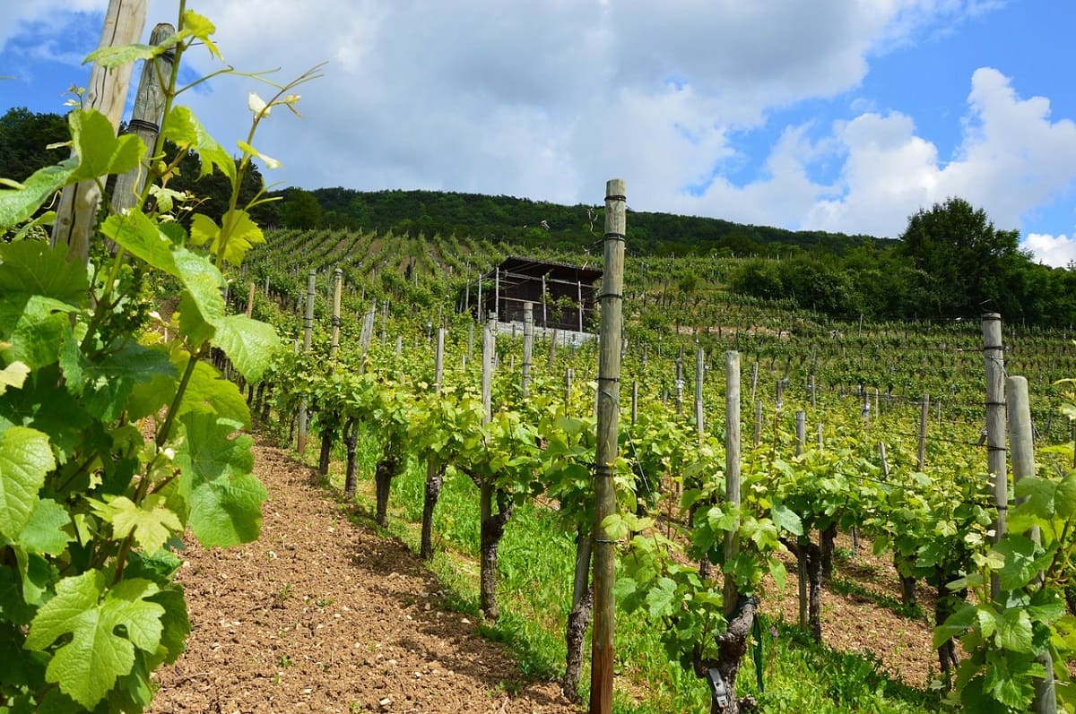 vineyard.jpg