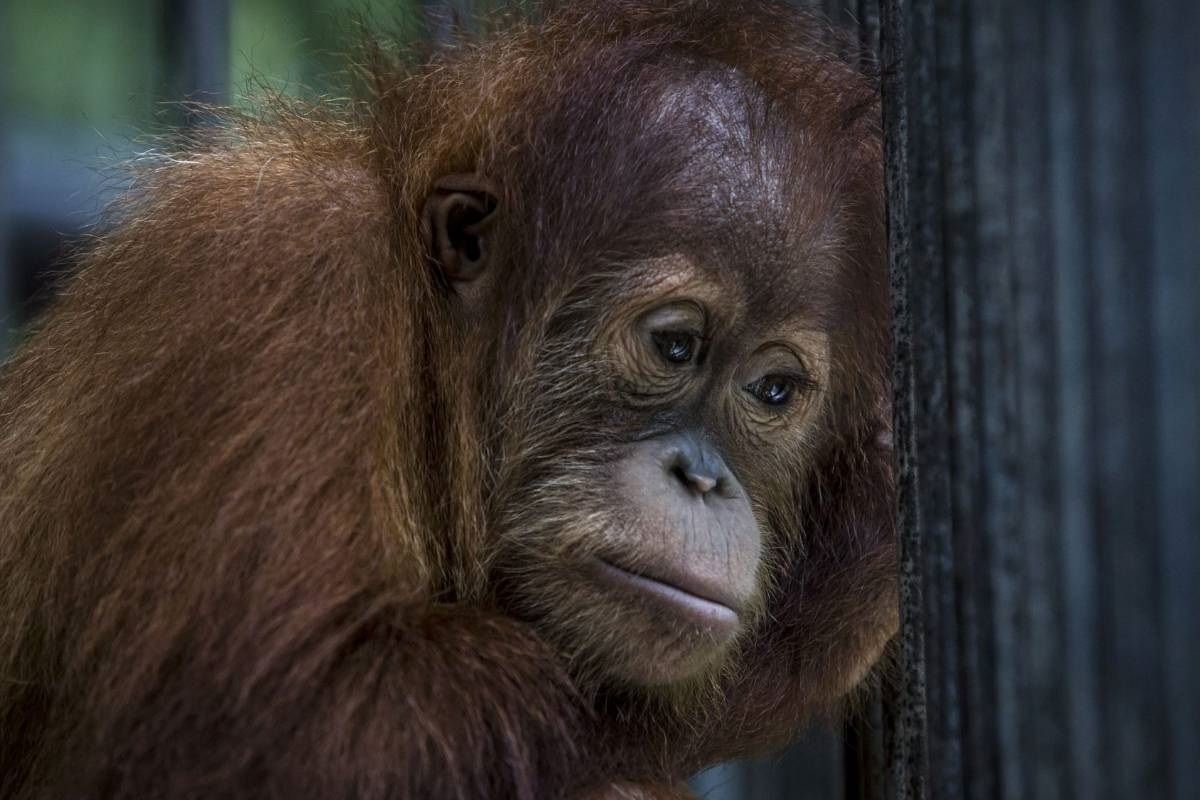 orangutan.jpg orangutan.jpg