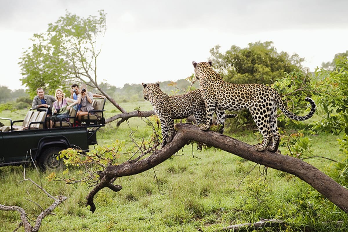 safari-natur.jpg