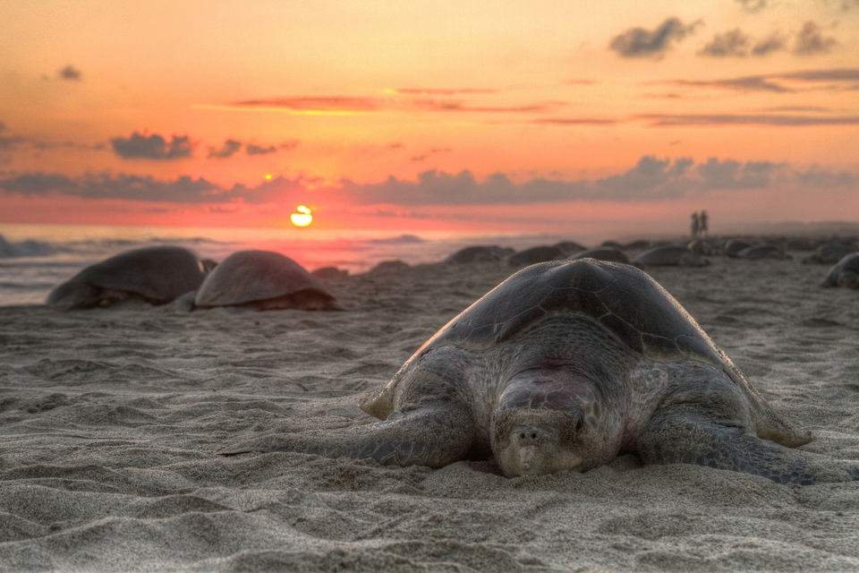 turtle.jpg