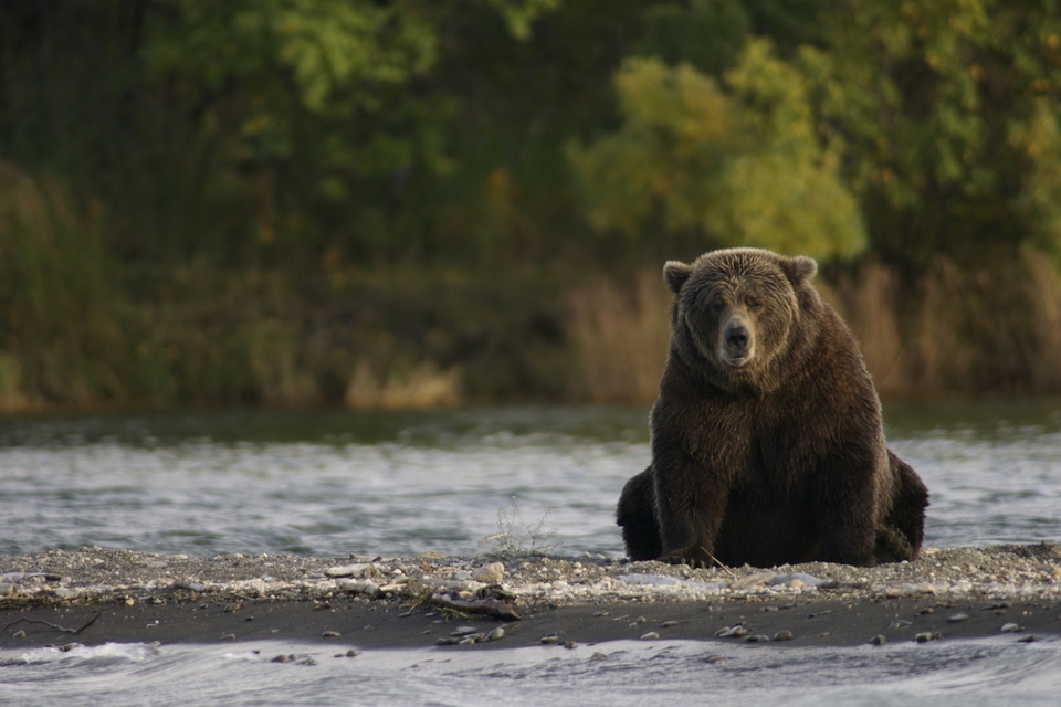 bear.jpg