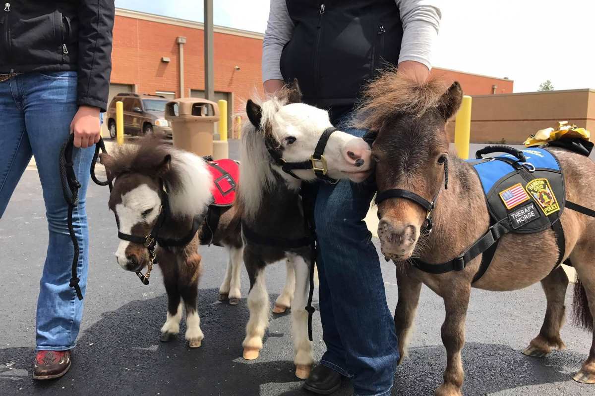 pony.jpg