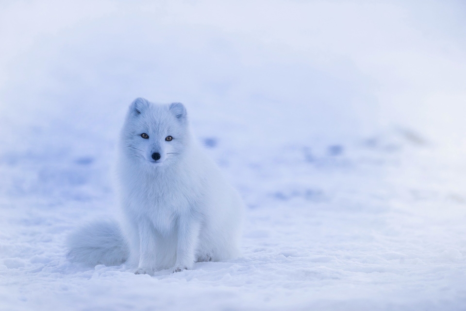arctic-fox.jpg