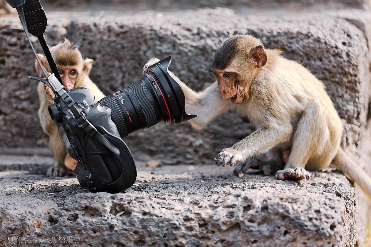monkeys.jpg