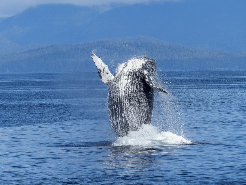 whale.jpg
