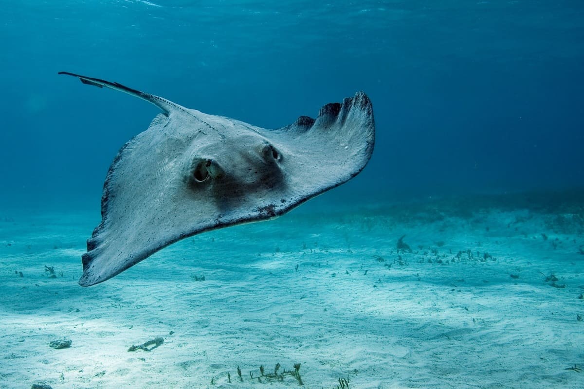 stingray-wallpaper.jpg
