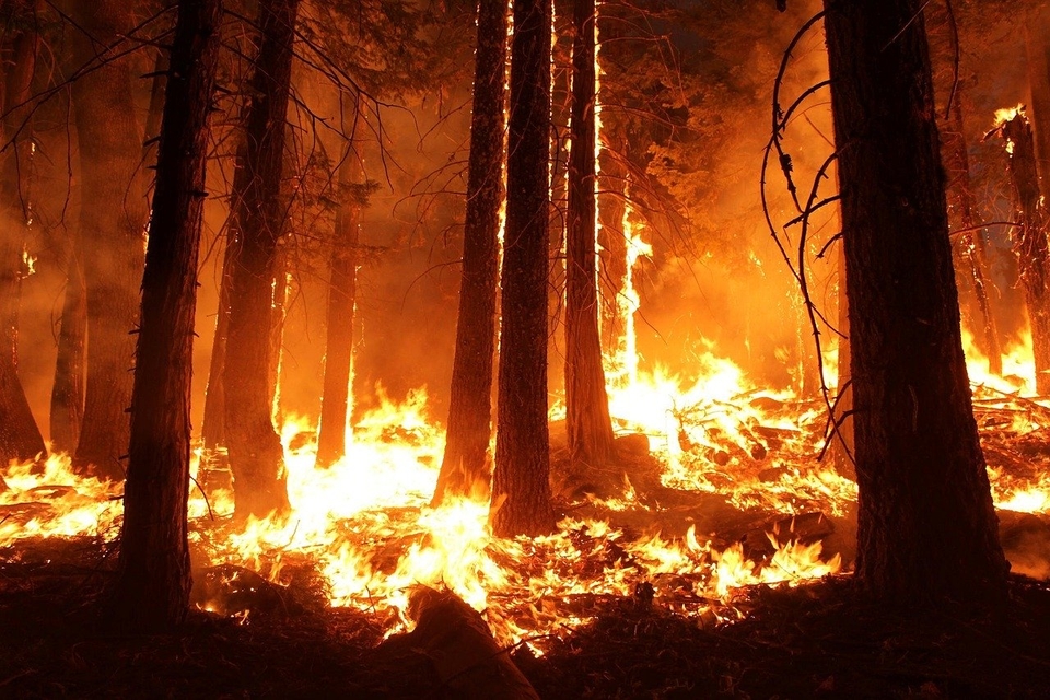 wildfire.jpg