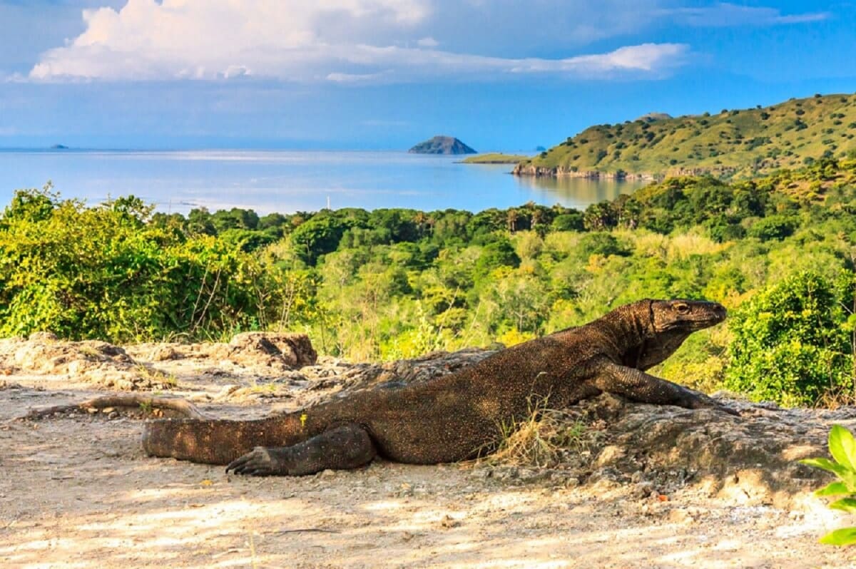 exotic-komodo-island.jpg