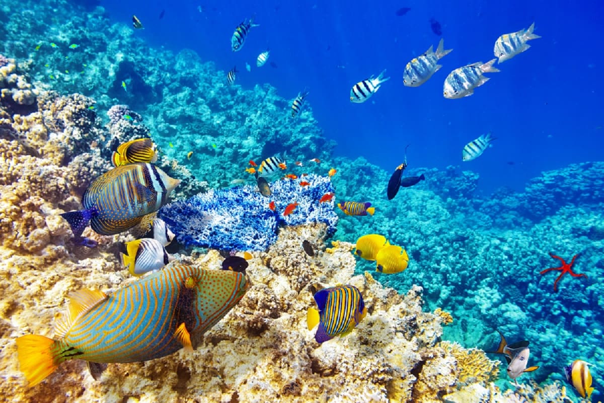 underwater-world-coral.jpg