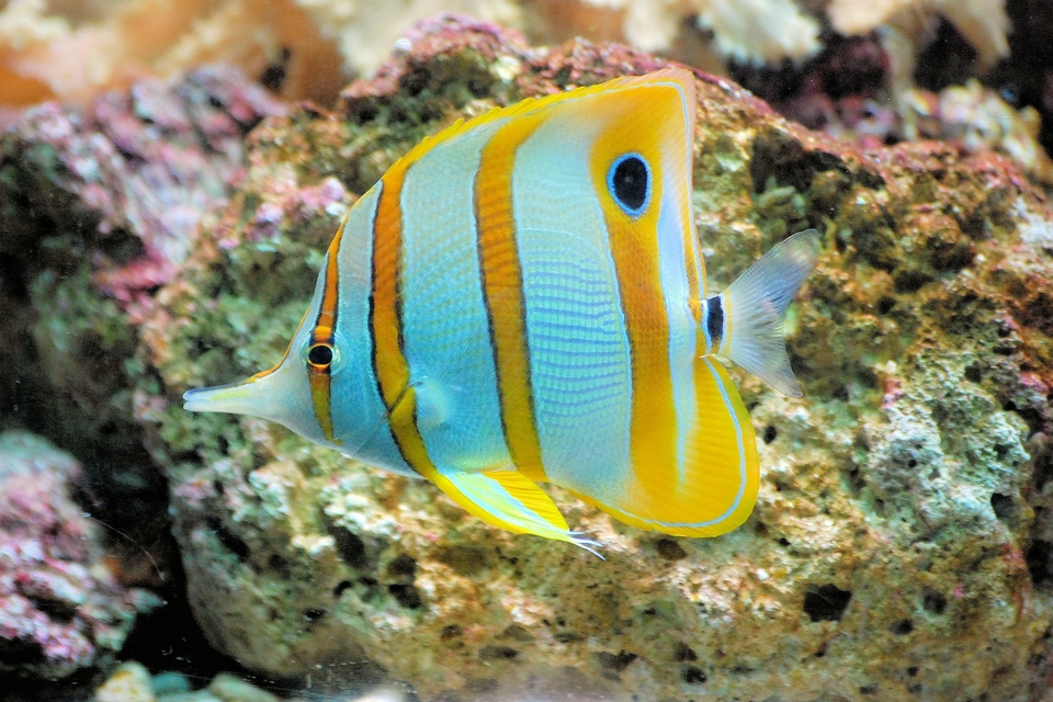 butterfly-fish.jpg