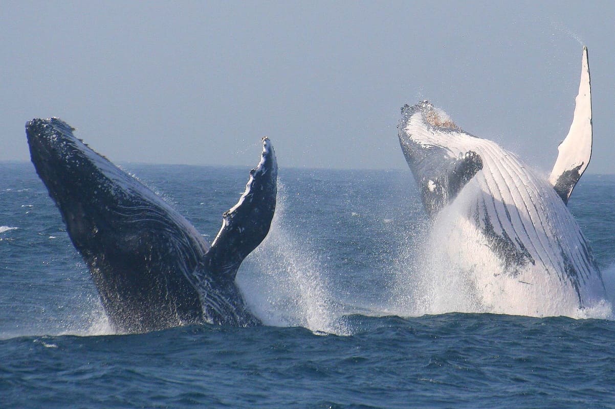 whales.jpg