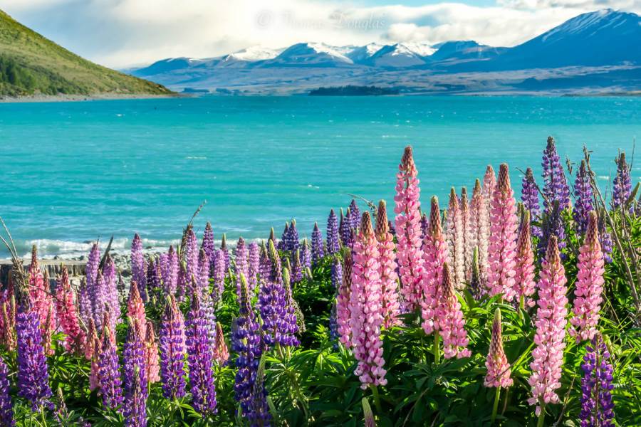 tekapo.jpg