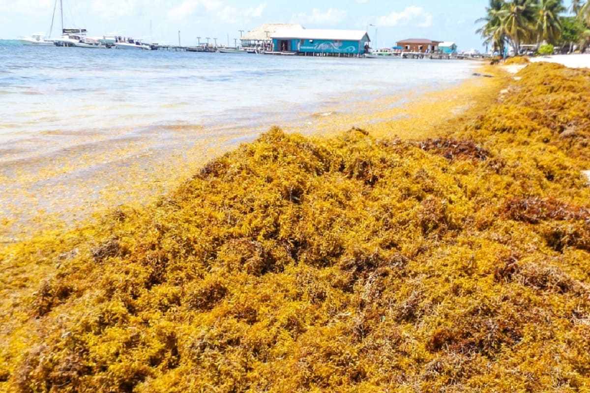 vodorosli-carib.jpg