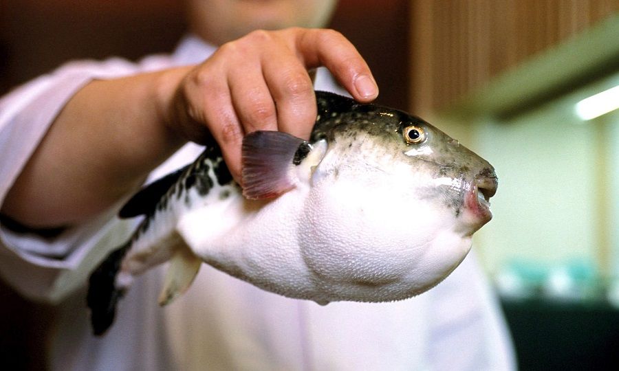 fugu.jpg
