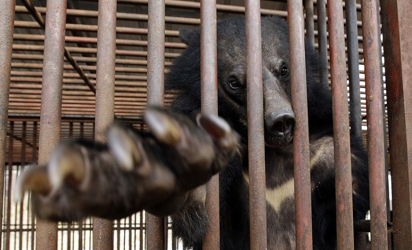 bear.jpg