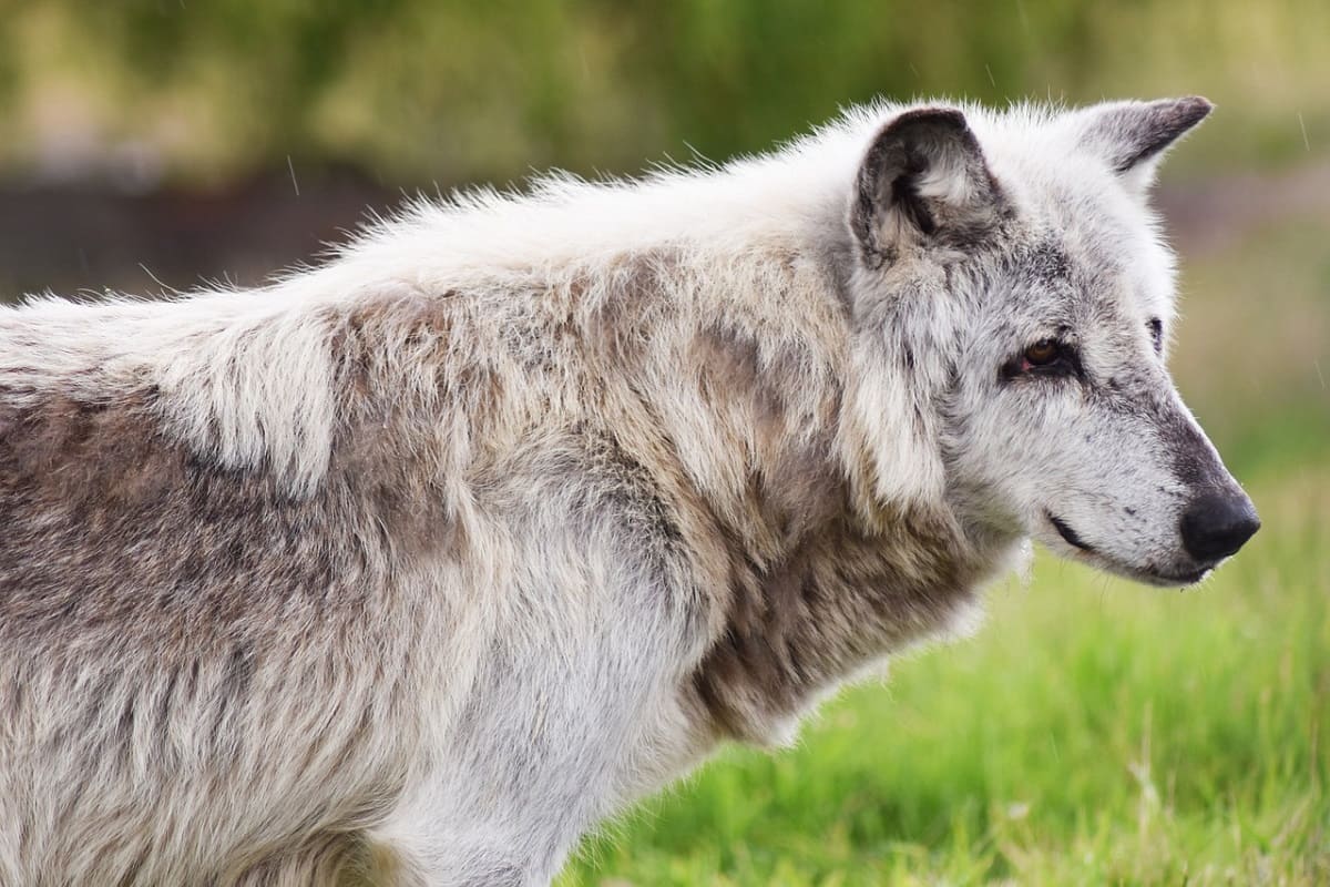 canadian-timber-wolf.jpg
