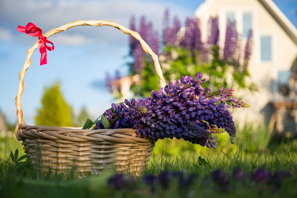 garden-dacha.jpg